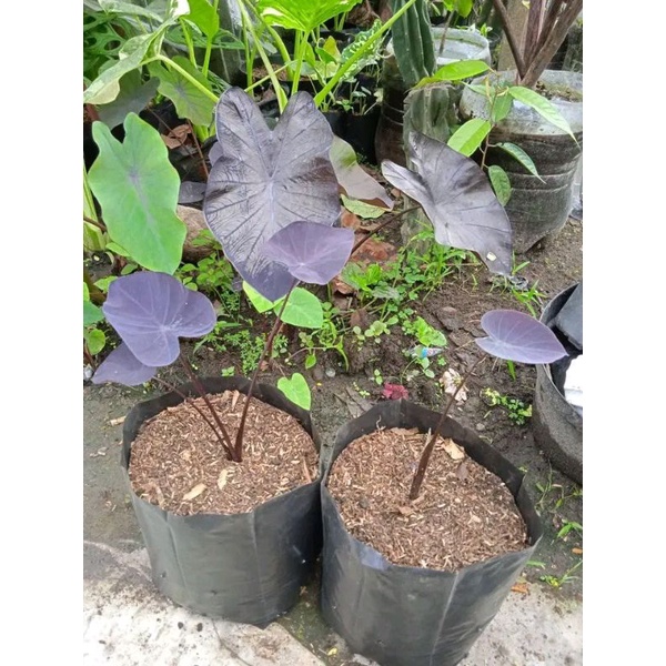 colocasia black coral/anakan colocasia black coral