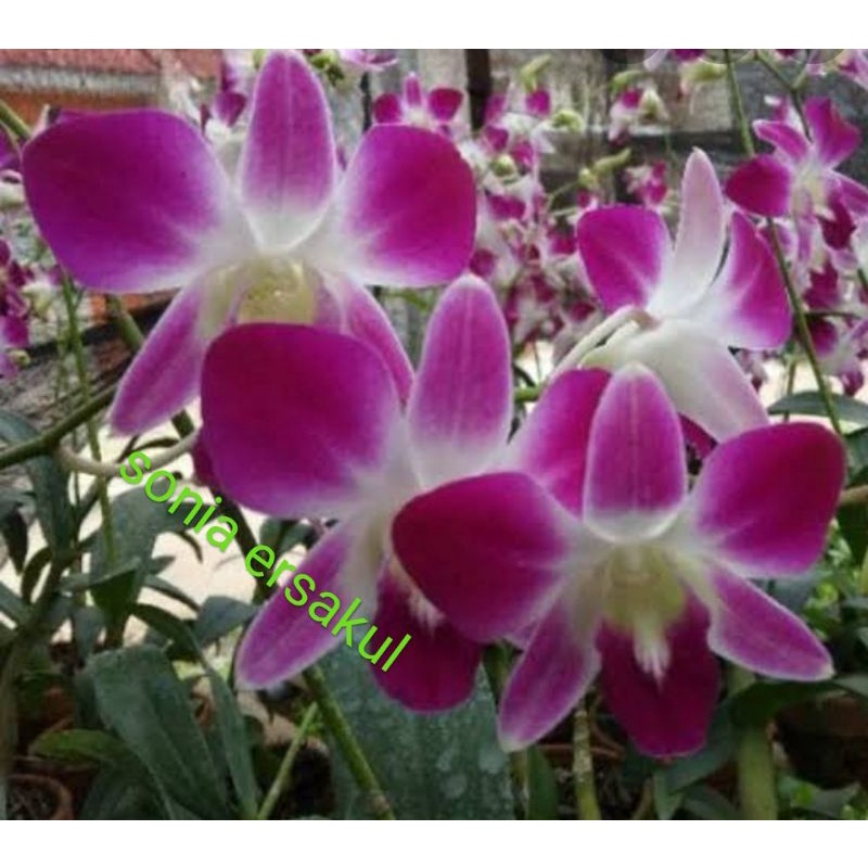 anggrek dendro sonia ersakul spike/ dewasa