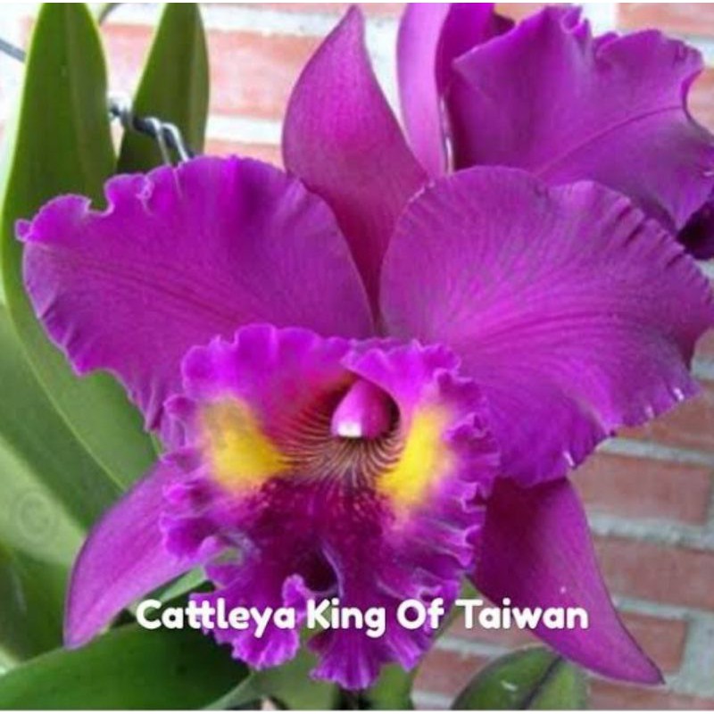 Anggrek Cattleya Dewasa Blc King Of Taiwan Jumbo