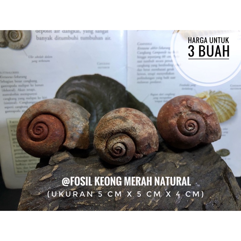Fosil Keong Merah B16 atau Fosil Kerang Natural atau Fosil Kol atau Gastropoda