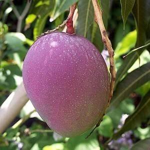 Bibit Mangga Irwin / Mangga King Purple Okulasi Cepat Berbuah (Jaminan Original)