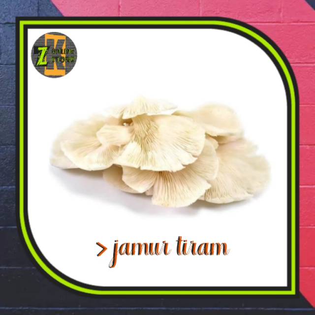 

Jamur tiram (250gr)