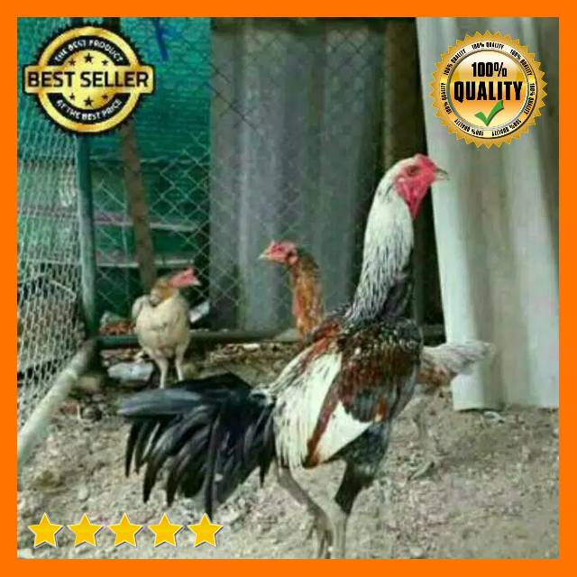 10 TELUR AYAM BANGKOK IMPORT PAKHOY DAN BIRMA IMPOR / TELUR FERTIL UNTUK DI TETASKAN