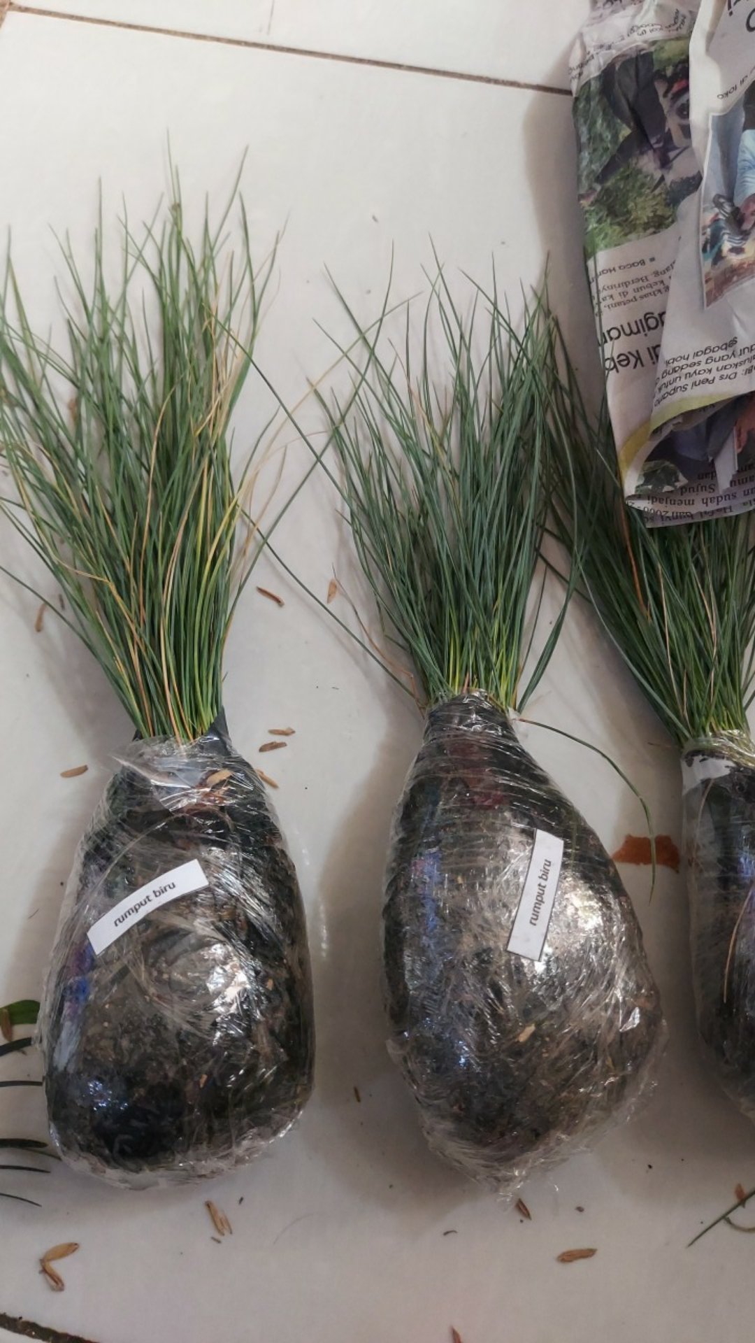 Tanaman Hias Rumput Biru - Festuca Glauca