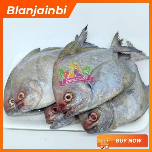 

Bawal Laut Bandung Area