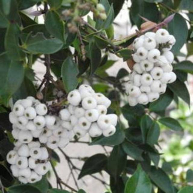 Bibit jambu air putih susu