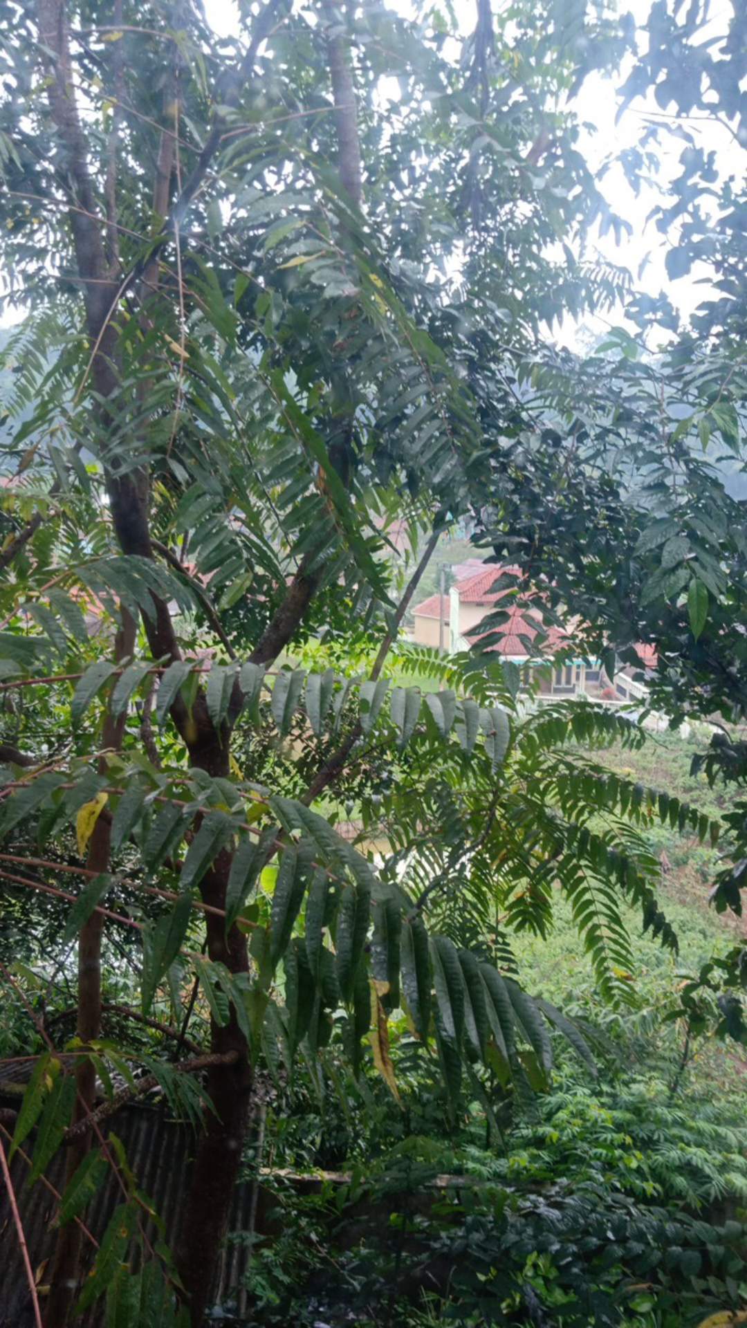 Bak Cuci Piring Stainless Tebal Dan Dalam 52cmx43cm