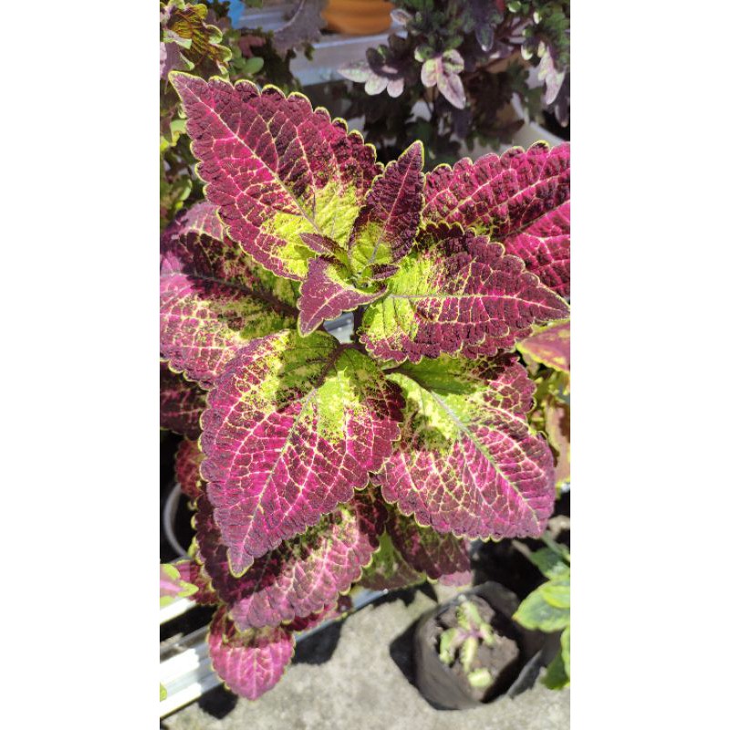 miana cantik id drupadi