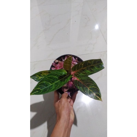 Aglonema Madam suroyo realpic