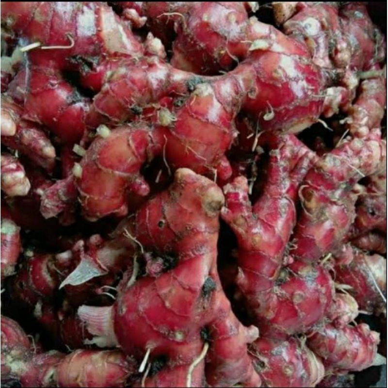 

jahe merah fresh 1kg