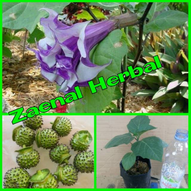 BIBIT TANAMAN KECUBUNG UNGU