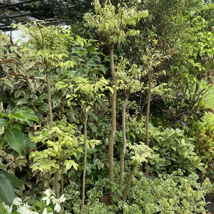 PROMO tanaman bonsai anting putri 1 meter / pohon bonsai anting putri