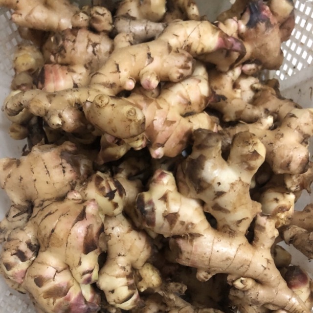

Jahe putih gajah organik 500gr