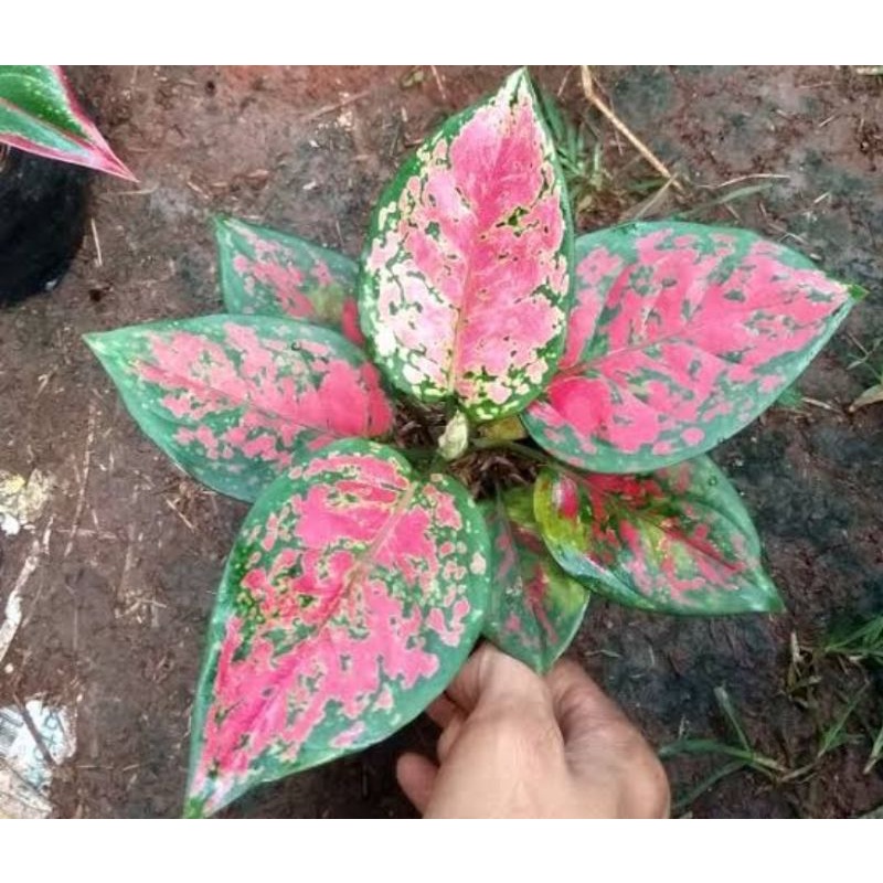 Tanaman Hias Aglonema Blackmaroon / Tanaman Hias Anakan Murah / Tanaman Hias Hidup / Bunga Hias Impo