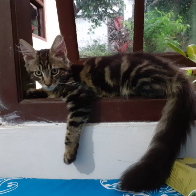 Kucing Maine Coon