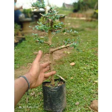 TERBAIK Bibit hokiantea mikro-buah-bahan bonsai VIRALL