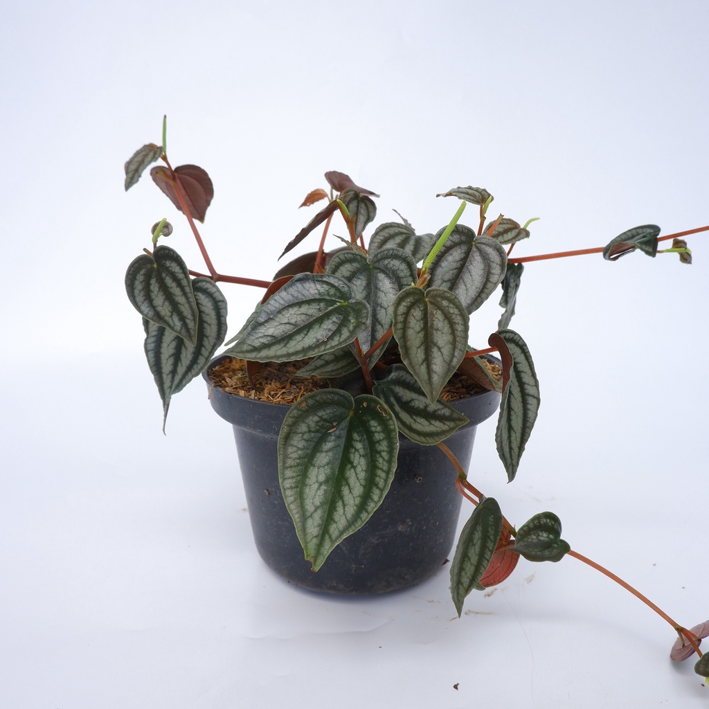 Peperomia Butingii - Tanaman Hias