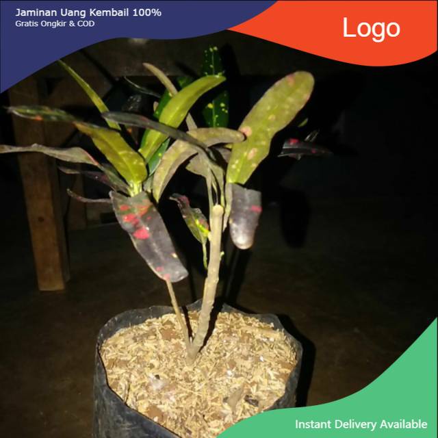 Pohon hias puring cabe