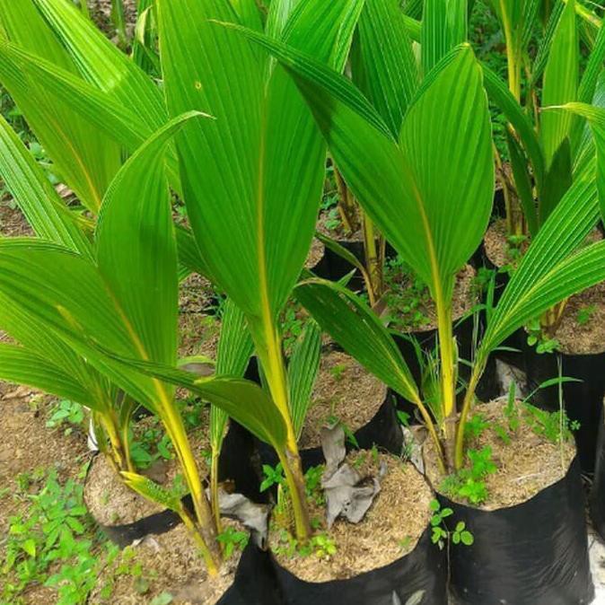 pohon kelapa gading, pohon kelapa kuning, tanaman buah kelapa $Baru#