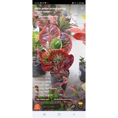 live tgl 06 ags deal kak @prettyzinta SRG