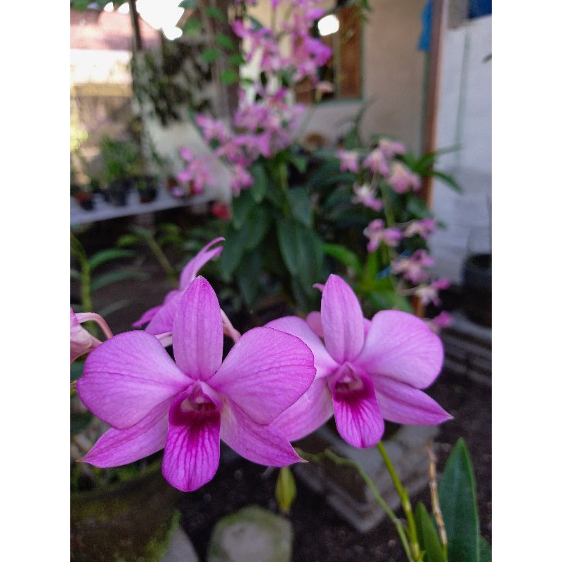 BUNGA HIAS LARAT ANGGREK DENDROBIUM