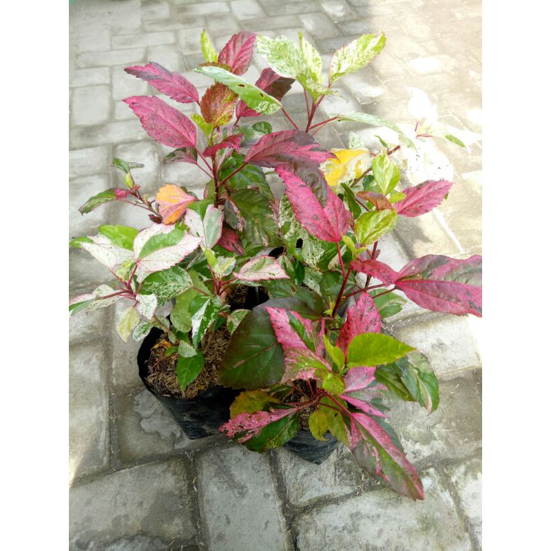 Bunga Sepatu Varigata