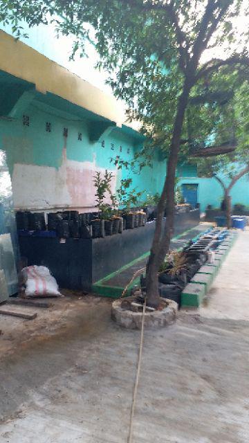 Bibit Tanaman Buah Kesemek Super