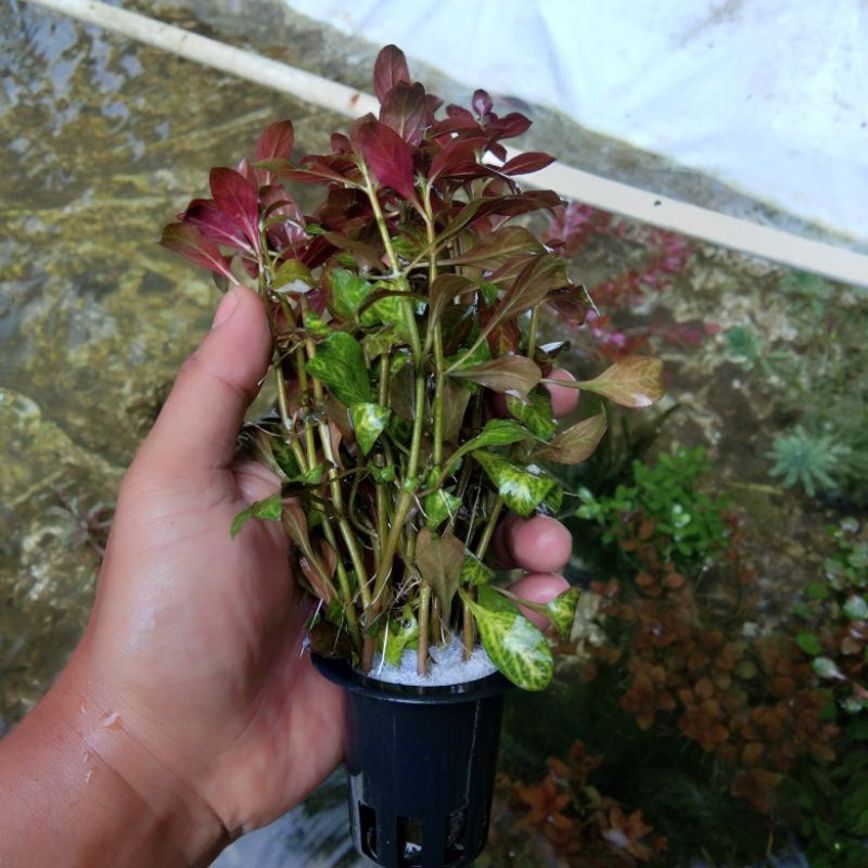 Ludwigia Atlantis paket 25 Batang Tanaman Aquascape - Tanaman Aquarium - Tanaman Air Aquascape - Tan
