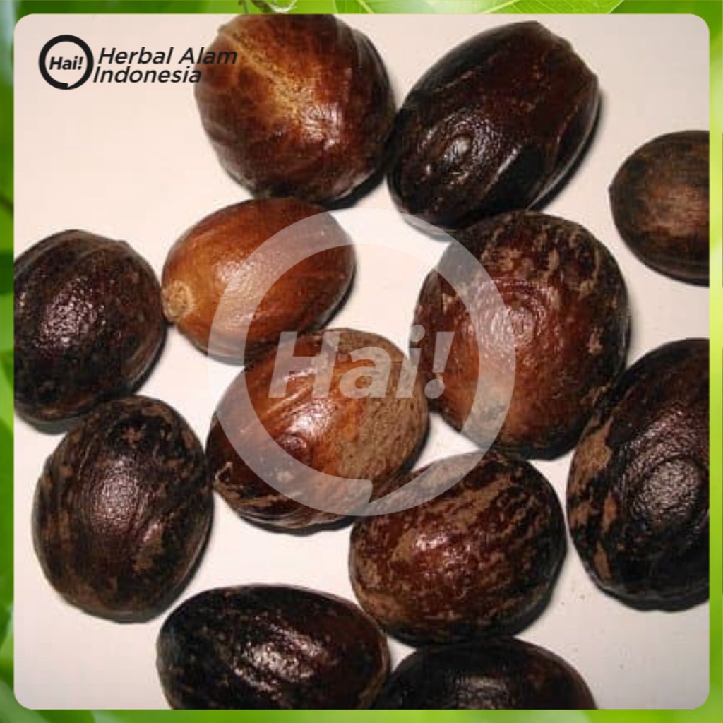 

Biji Buah Pala Kering 500 GRAM super HAI STORE