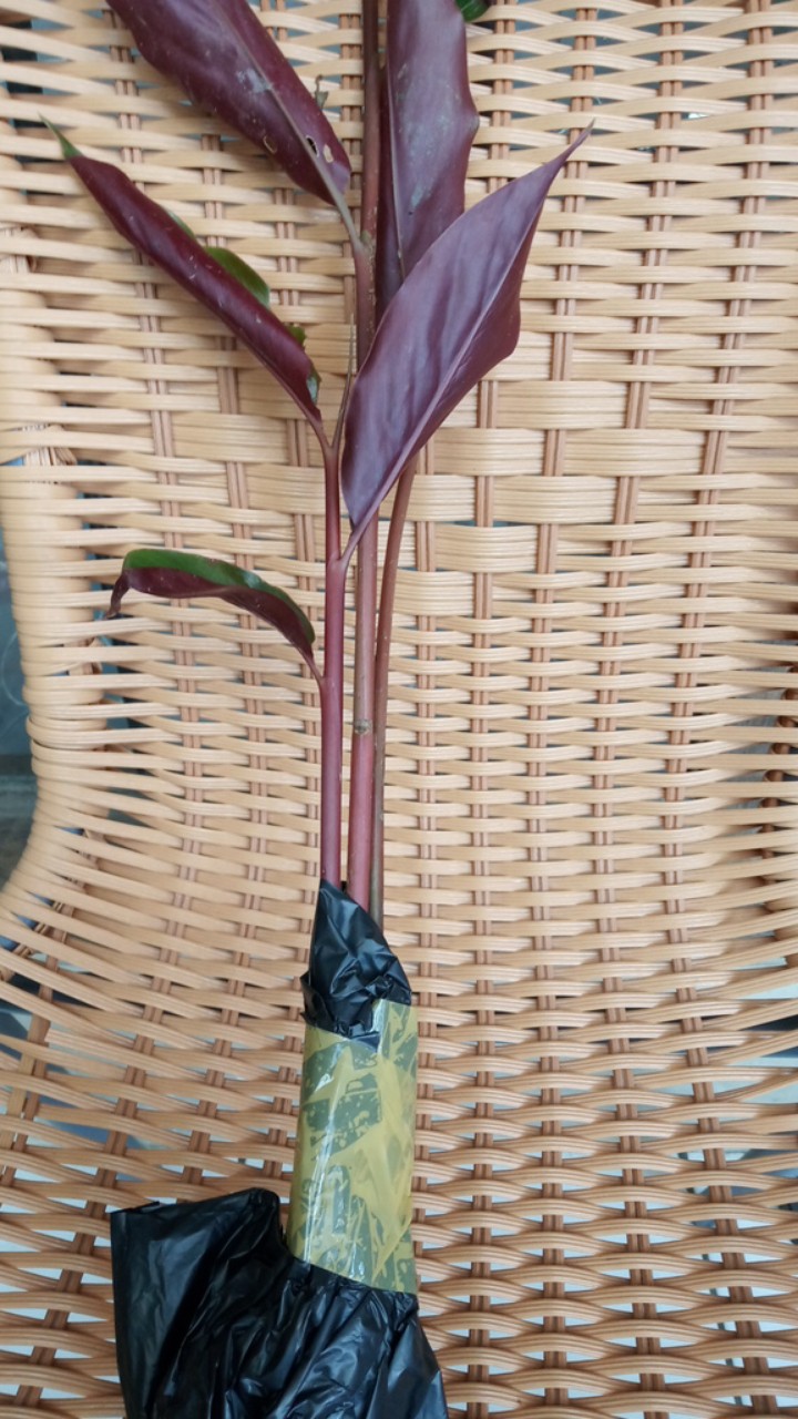 Manbar - Bibit Honje Merah Atau Honje Laka