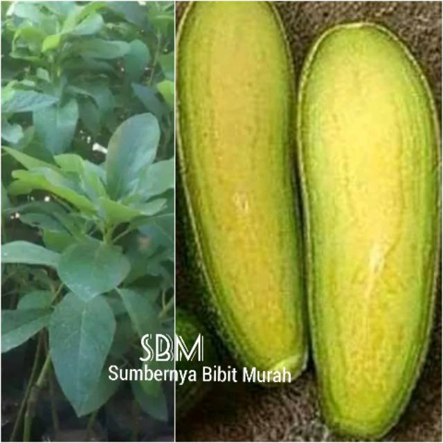 Bibit Alpukat Tanpa Biji