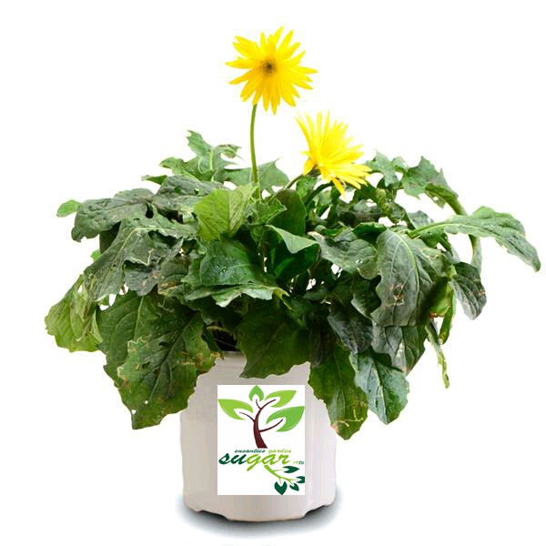 tanaman bunga gerbera kuning / hebras