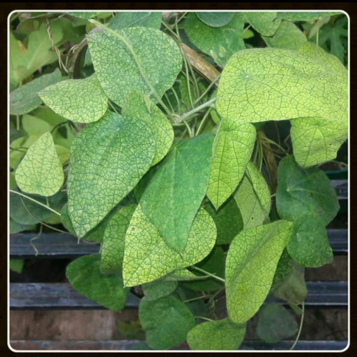 Bibit Pohon Cincau Bulu/ cincau rambat