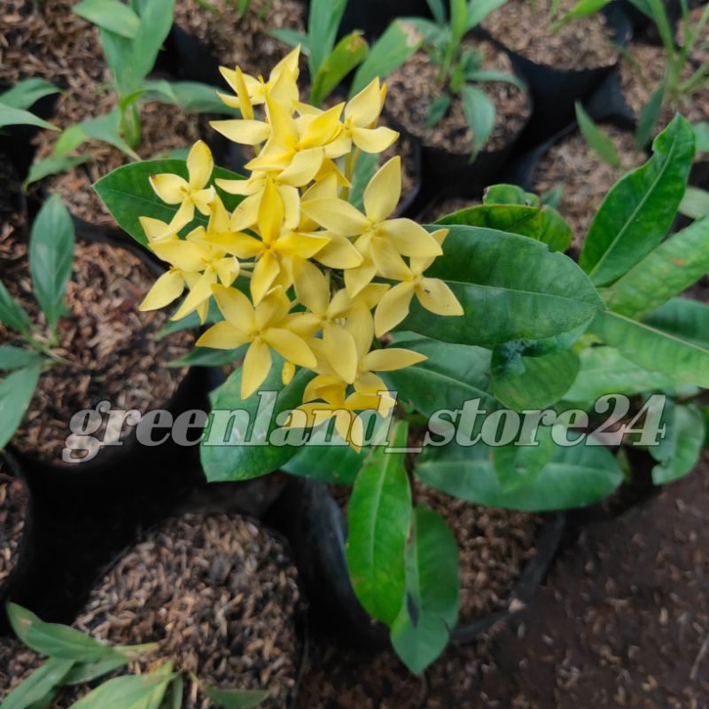 Tanaman hias Asoka bunga kuning - bibit Asoka bunga kuning - bunga Asoka - pohon Asoka - asoka