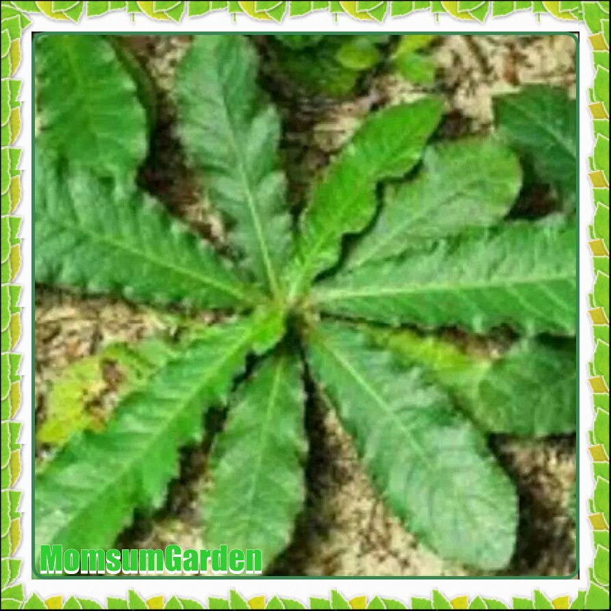 

100gr Daun tapak liman segar