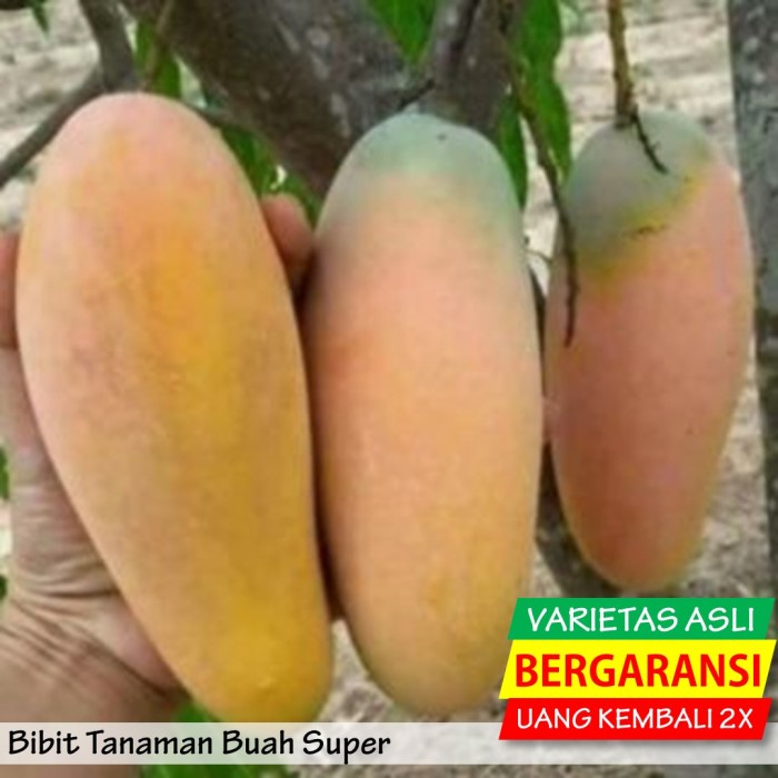 BIBIT TANAMAN BUAH MANGGA COKANAN UNGGUL MURAH BERGARANSI