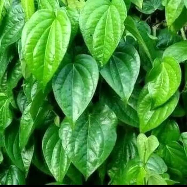 

Daun sirih hijau segar, harga (per 10lembar)