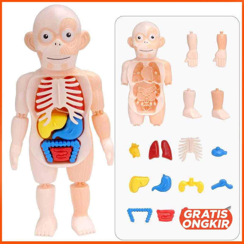 Mainan Anak Montessori Body Anatomy Children Toy DD232