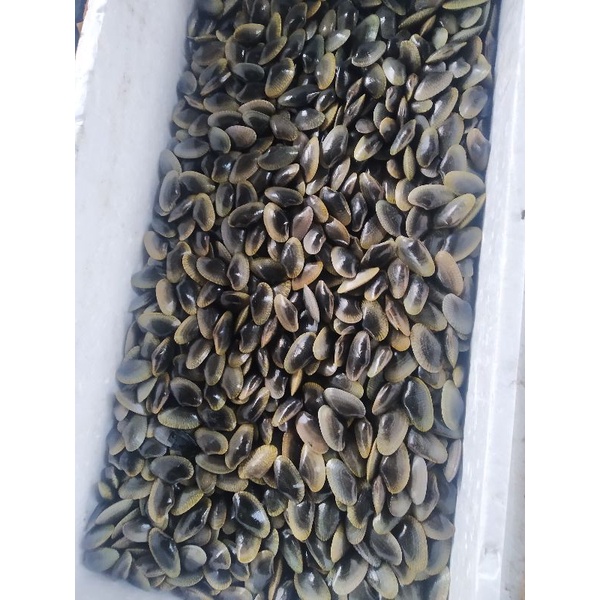 

KERANG BATIK FRESH 1KG
