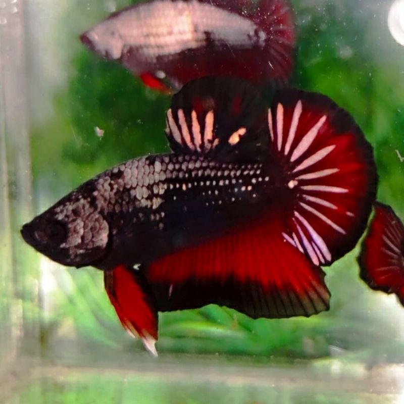 Cupang Red Cooper Super Grade + bonus female