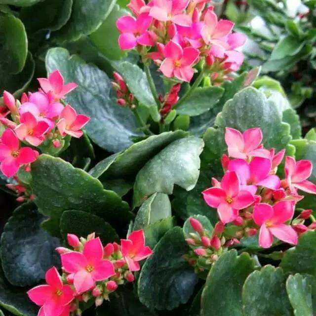 CALADIFA ( KALADIFA )Bunga COCOR BEBEK merah fanta / KALANCHOE