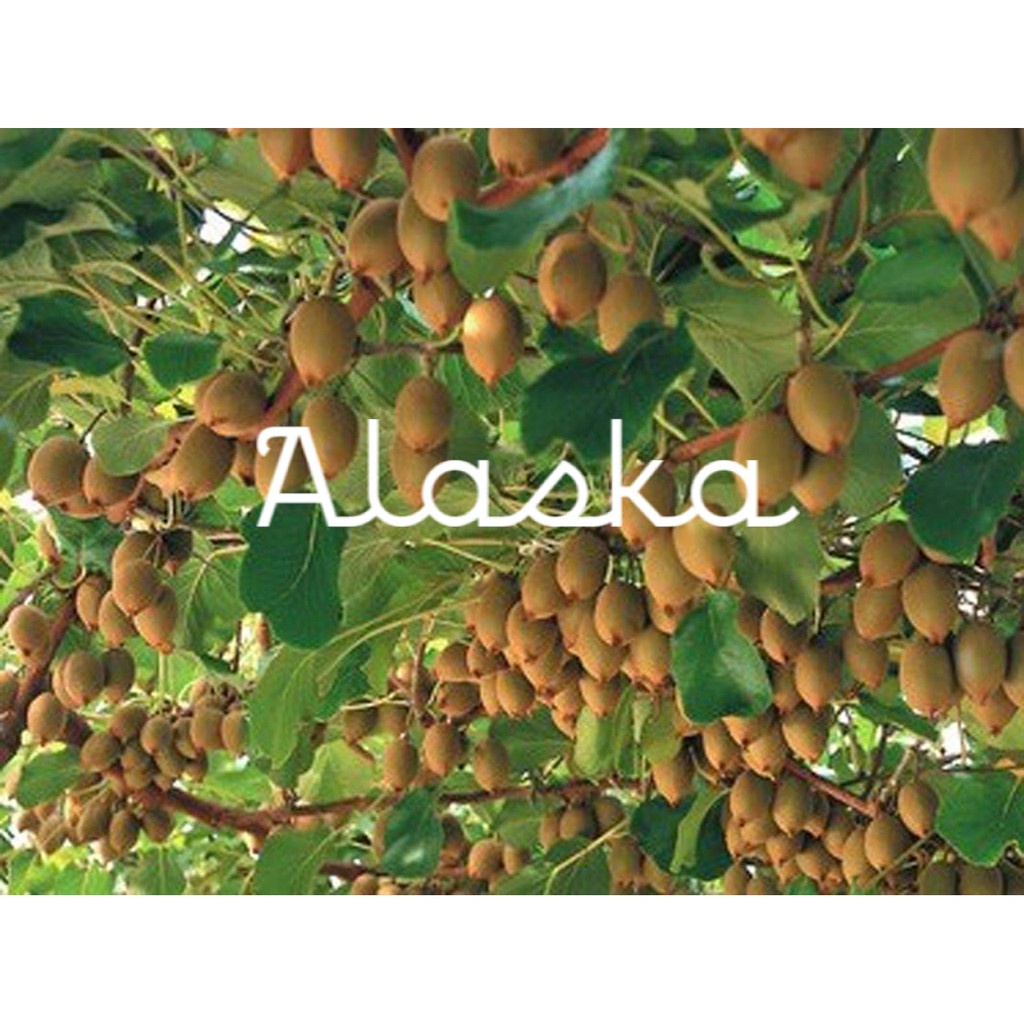 Bibit Buah Kiwi - Tanaman Pohon Buah Kiwi - Bibit Buah Kiwi - Buah Kiwi Unggul