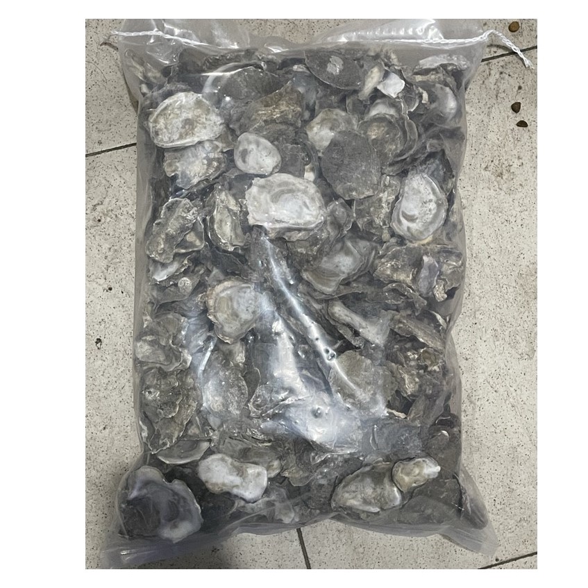 Kulit Kerang / Oyster Media Filter Kolam Aquarium Koi 2.5KG