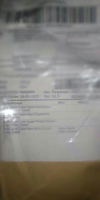 Benih-bibit Cabe Hias Uchu Cream (haira Seed)