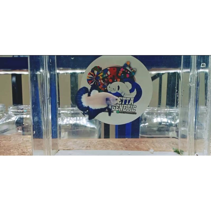 1 Pair Bluerim line liebetta genetic R1