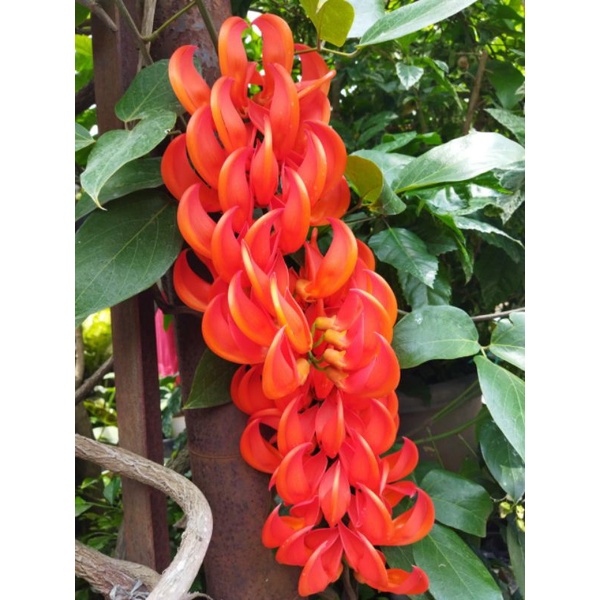 Bibit Tanaman Flame Of irian - Tanaman Flame of irian