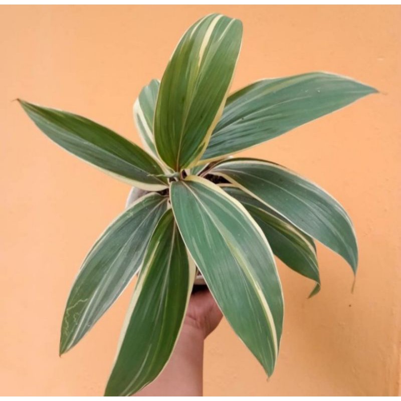 hanjuang varigata putih