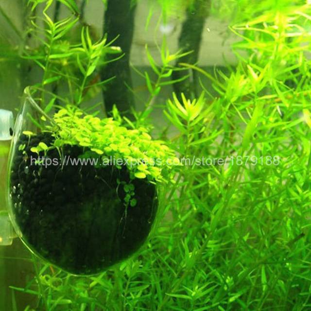 Bibit Rumput Air Dekorasi Aquarium Landscape Ornament Big Leaf H0027 Grab Medan