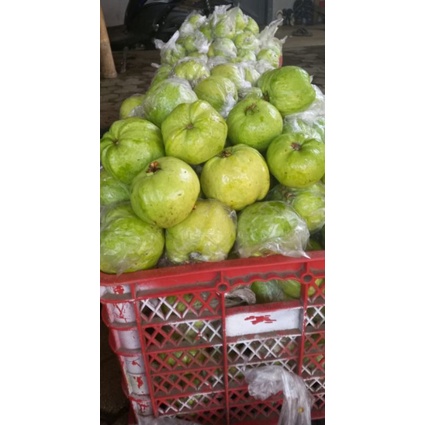 

jambu kristal Fresh