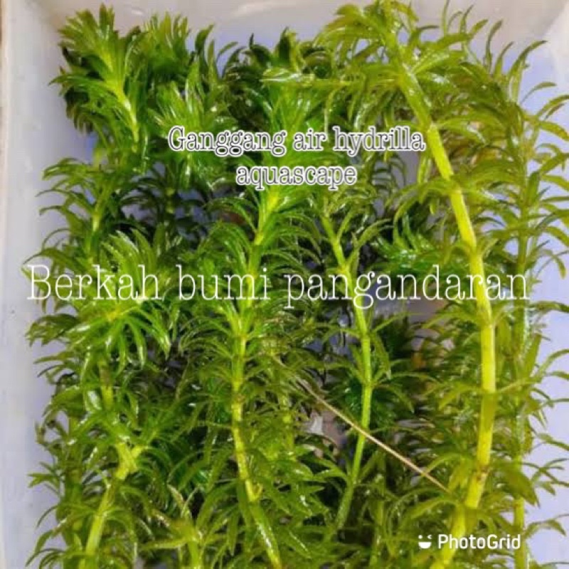 GANGGANG HYDRILLA | TANAMAN AIR MEDIA BUDI DAYA CUPANG